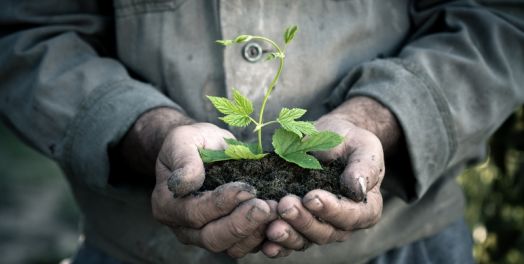 El trabajo, la adoración y el medioambiente (Hageo 1:1-2:19; Zacarías 7:8-14)